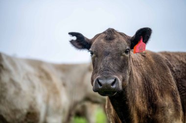 Avustralya 'da bir tarlada otlayan damızlık sığır, inek ve buzağılara yakın bir yerde. Sürü cinsleri arasında benek parkı, murray grisi, angus, brangus ve wagyu tahıl ve buğday yeme bulunmaktadır..
