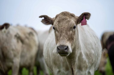 Avustralya 'da bir tarlada otlayan damızlık sığır, inek ve buzağılara yakın bir yerde. Sürü cinsleri arasında benek parkı, murray grisi, angus, brangus ve wagyu tahıl ve buğday yeme bulunmaktadır..