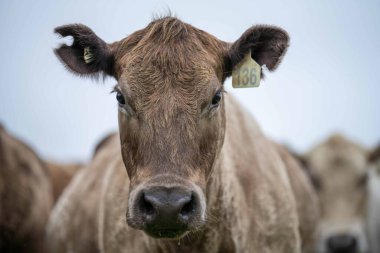 Avustralya 'da bir tarlada otlayan damızlık sığır, inek ve buzağılara yakın bir yerde. Sürü cinsleri arasında benek parkı, murray grisi, angus, brangus ve wagyu tahıl ve buğday yeme bulunmaktadır..
