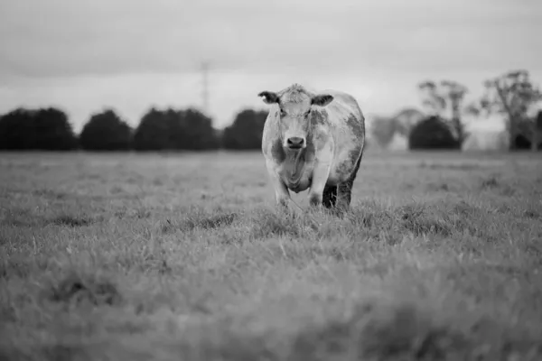 Stud Αγελάδες Βοείου Κρέατος Και Ταύροι Βόσκησης Στο Πράσινο Γρασίδι — Φωτογραφία Αρχείου