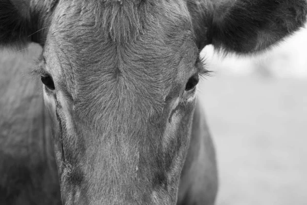 Vaches Boucherie Taureaux Broutant Sur Herbe Verte Australie Les Races — Photo