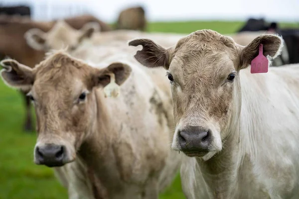 在澳大利亚的一个田野里 靠近正在吃草的种马的公牛 奶牛和小牛 牛的品种包括斑点公园 杂草丛生的灰色 Angus Brangus和Wagyu 它们吃谷物和小麦 — 图库照片