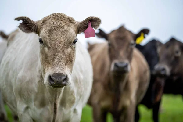 在澳大利亚的一个田野里 靠近正在吃草的种马的公牛 奶牛和小牛 牛的品种包括斑点公园 杂草丛生的灰色 Angus Brangus和Wagyu 它们吃谷物和小麦 — 图库照片