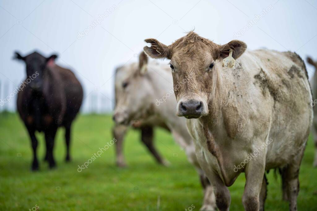 Close up of Stud Beef bulls, cows and calves grazing on grass in a field, in Australia. breeds of cattle include speckle park, murray grey, angus, brangus and wagyu eating grain and wheat.