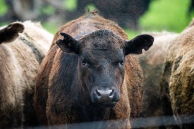 Siyah Angus inekleri gün batımına karşı gölgede otluyor.