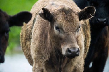 Siyah Angus inekleri gün batımına karşı gölgede otluyor.