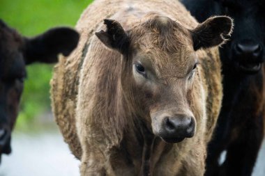 Siyah Angus inekleri gün batımına karşı gölgede otluyor.