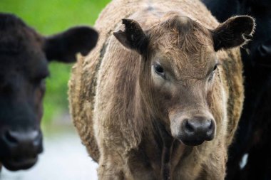 Siyah Angus inekleri gün batımına karşı gölgede otluyor.
