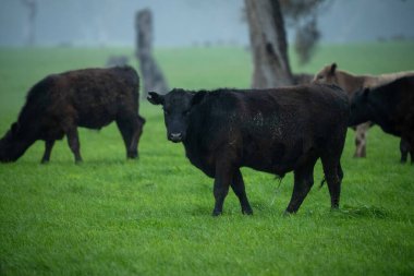 Siyah Angus inekleri gün batımına karşı gölgede otluyor.