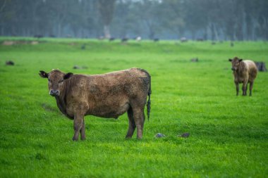 Siyah Angus inekleri gün batımına karşı gölgede otluyor.