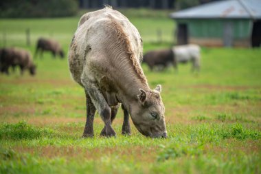 Yeşil tarlada bir inek