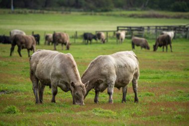 Çayırda duran inek