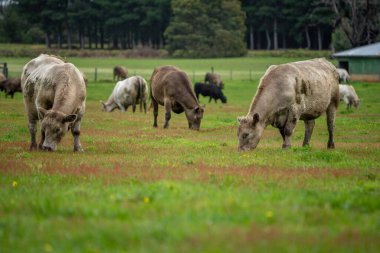 Çayırda duran inek