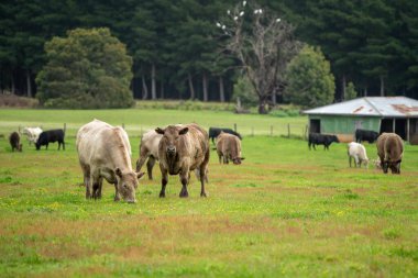 Çayırda duran inek