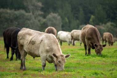 Çayırda duran inek