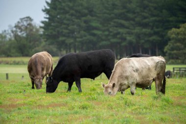 Çayırda duran inek