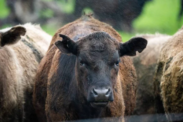 Vacas Angus Pretas Que Pastam Silhueta Contra Céu Pôr Sol — Fotografia de Stock