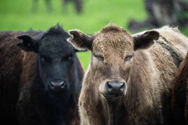 Vacas Angus Pretas Que Pastam Silhueta Contra Céu Pôr Sol — Fotografia de Stock