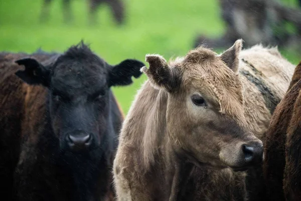 Černé Angus Krávy Pasoucí Siluetě Proti Západu Slunce — Stock fotografie