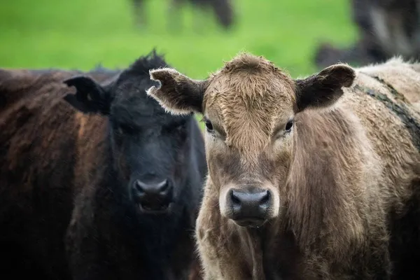 Vacas Angus Pretas Que Pastam Silhueta Contra Céu Pôr Sol — Fotografia de Stock
