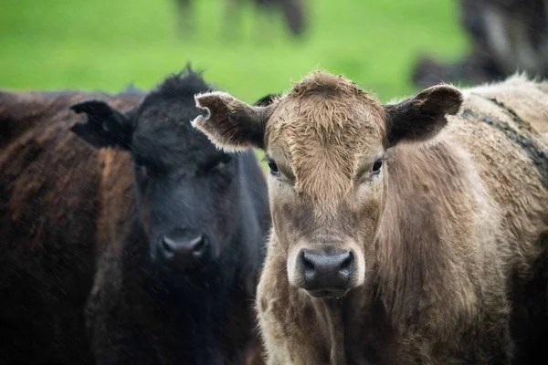 Vacas Angus Pretas Que Pastam Silhueta Contra Céu Pôr Sol — Fotografia de Stock