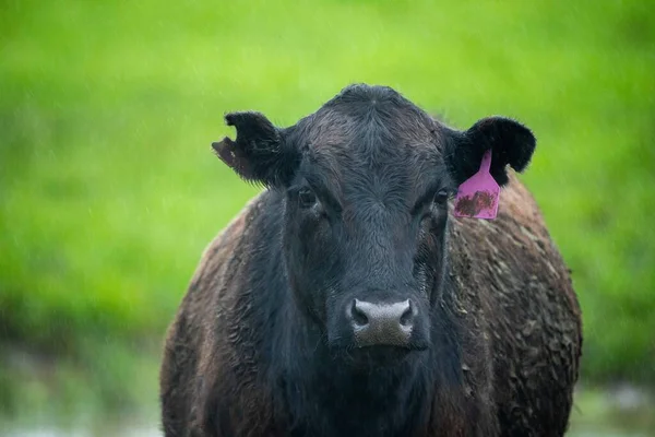 Vacas Angus Negras Pastando Silueta Contra Cielo Atardecer — Foto de Stock