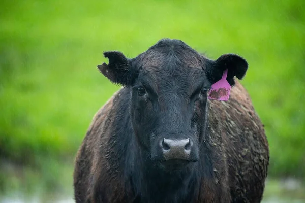 Vacas Angus Negras Pastando Silueta Contra Cielo Atardecer — Foto de Stock
