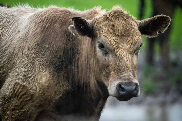 Vacas Angus Pretas Que Pastam Silhueta Contra Céu Pôr Sol — Fotografia de Stock