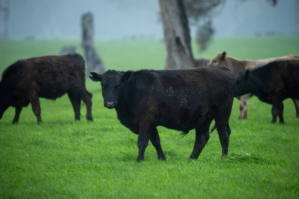 Vacas Angus Negras Pastando Silueta Contra Cielo Atardecer —  Fotos de Stock