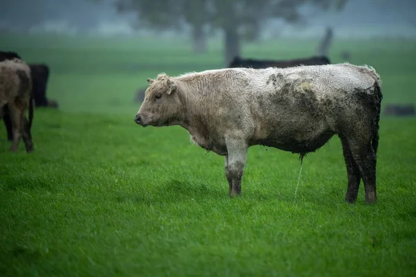 Vacas Angus Negras Pastando Silueta Contra Cielo Atardecer —  Fotos de Stock