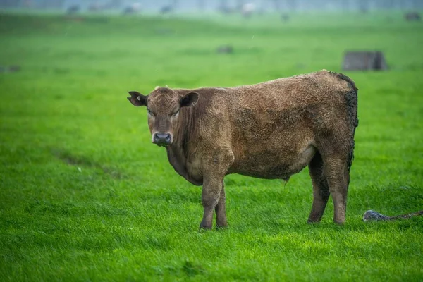 Fekete Angus Tehenek Legelnek Sziluettben Naplemente Égbolton — Stock Fotó