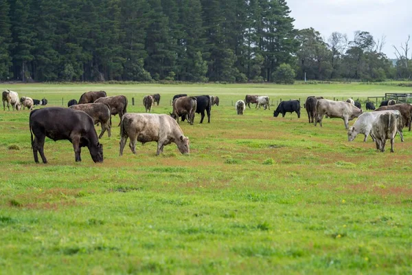 Корова Зеленом Поле — стоковое фото