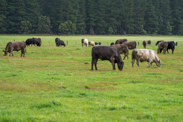 緑の野の牛は — ストック写真