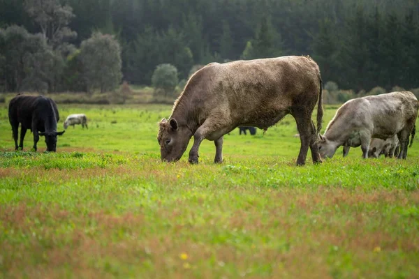 Корова Зеленому Полі — стокове фото
