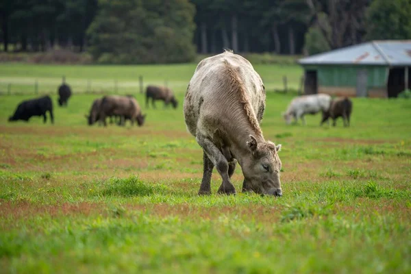 Корова Зеленом Поле — стоковое фото