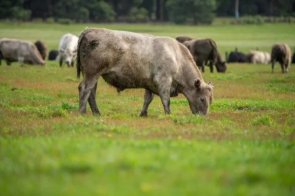 Vaca Campo Verde — Fotografia de Stock