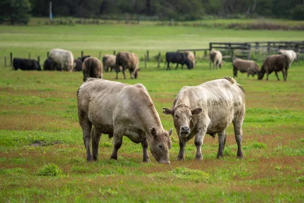 Sapi Berdiri Paddock — Stok Foto