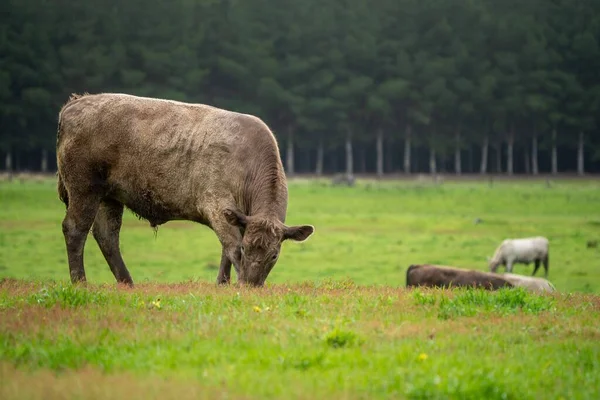 Vaca Curral — Fotografia de Stock