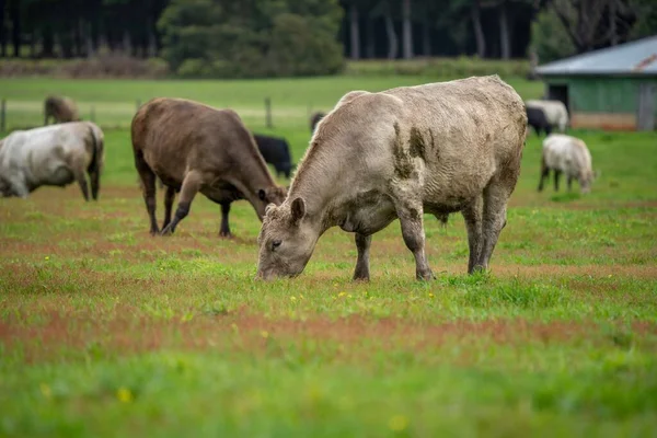 Корова Стоящая Загоне — стоковое фото