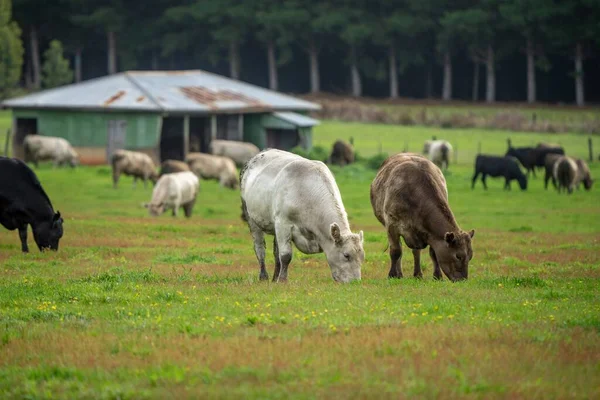 Mucca Piedi Nel Recinto — Foto Stock