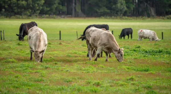 Kráva Stojící Ohradě — Stock fotografie