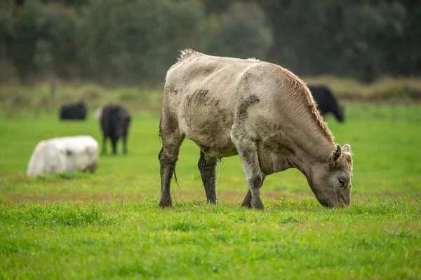 Корова Стоящая Загоне — стоковое фото
