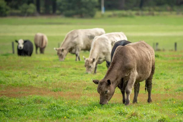 Vache Debout Dans Paddock — Photo