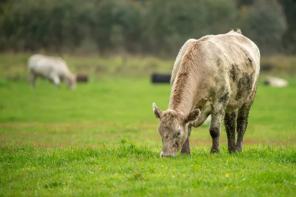 Vaca Pie Paddock —  Fotos de Stock