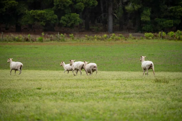 Merino Sheep Grazing Eating Grass New Zealand Australia — Stock Photo, Image