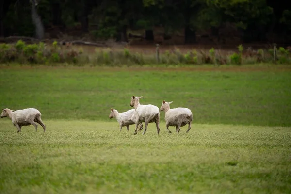 Merino Sheep Grazing Eating Grass New Zealand Australia — Stock Photo, Image