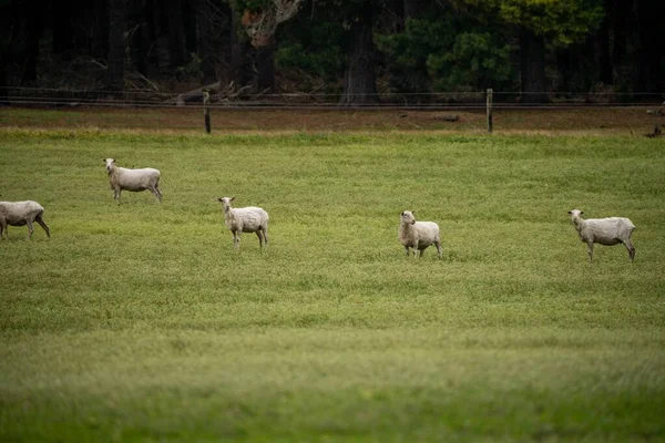 Merino Koyunu Yeni Zelanda Avustralya Otluyor Yiyor — Stok fotoğraf