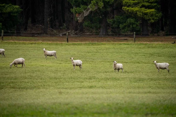 Merino Koyunu Yeni Zelanda Avustralya Otluyor Yiyor — Stok fotoğraf