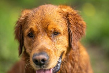 Golden retriever Avustralya 'da bir inek çiftliğinde suda yüzüyor..