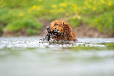 Golden retriever Avustralya 'da bir inek çiftliğinde suda yüzüyor..